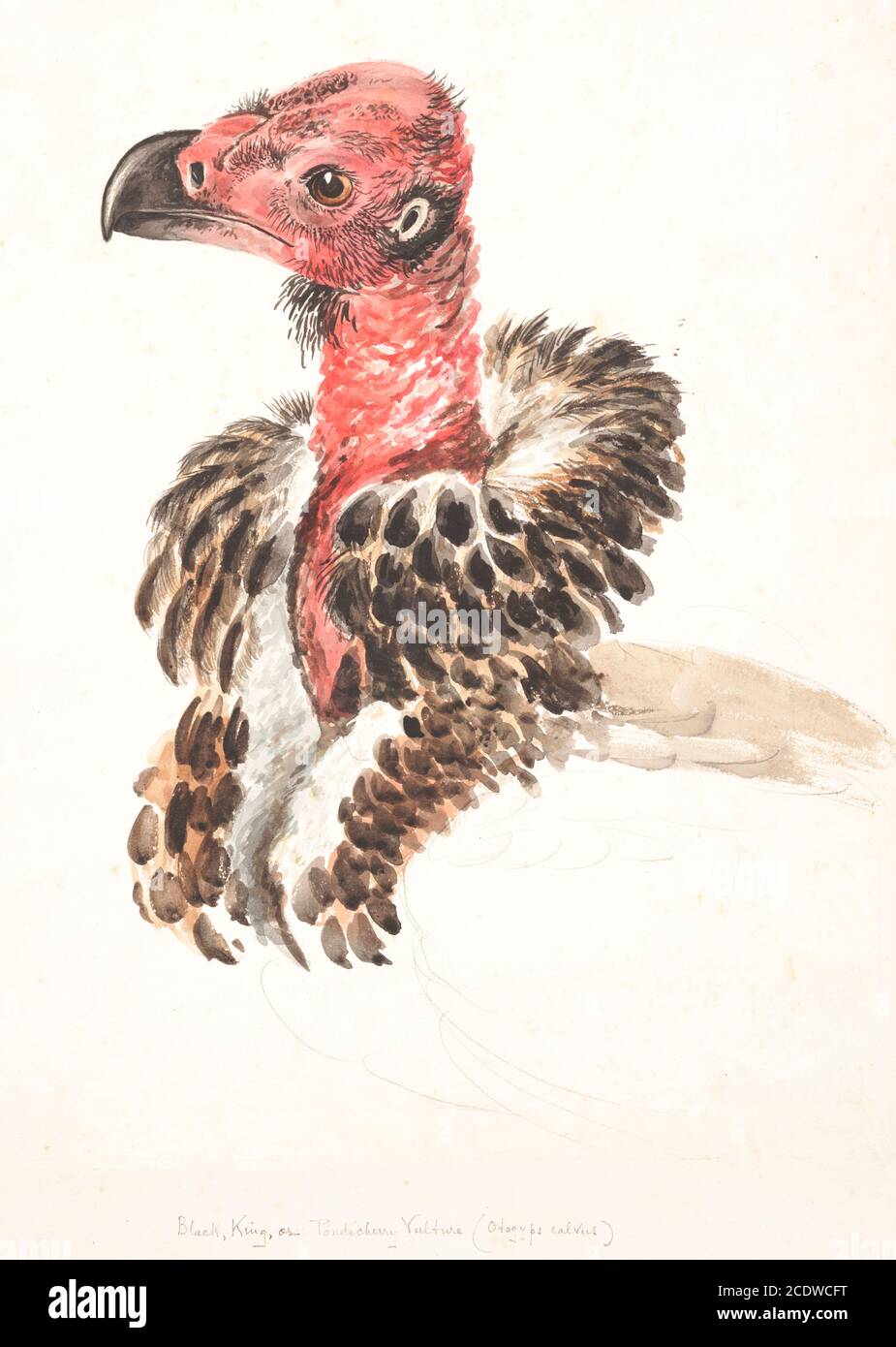 Portrait of the red-headed vulture (Sarcogyps calvus), also known as the Asian king vulture, Indian black vulture or Pondicherry vulture, is an Old World vulture mainly found in the Indian subcontinent, with small disjunct populations in some parts of Southeast Asia. 18th century watercolor painting by Elizabeth Gwillim. Lady Elizabeth Symonds Gwillim (21 April 1763 – 21 December 1807) was an artist married to Sir Henry Gwillim, Puisne Judge at the Madras high court until 1808. Lady Gwillim painted a series of about 200 watercolours of Indian birds. Produced about 20 years before John James Au Stock Photo