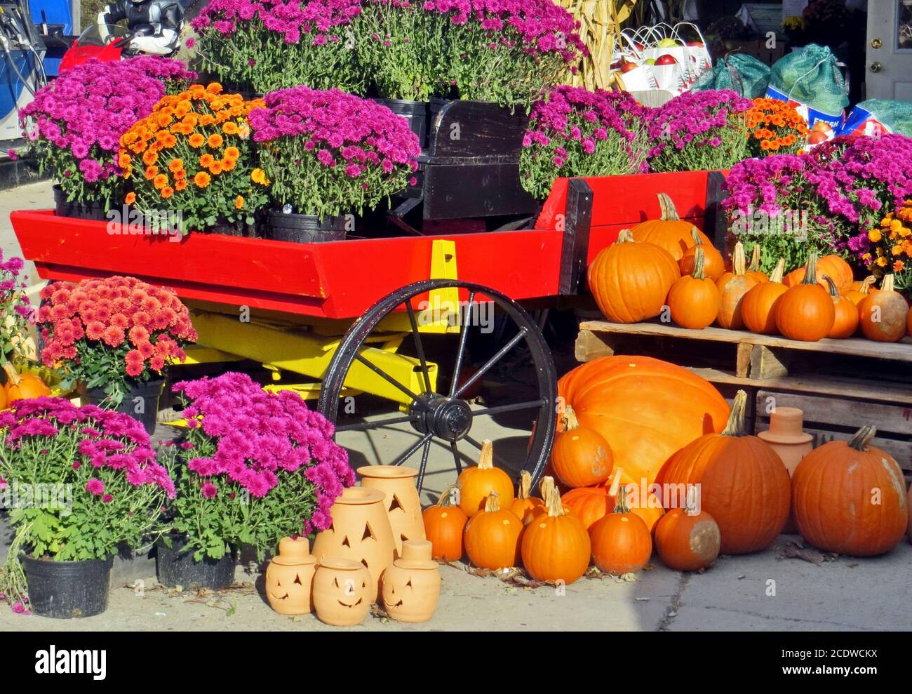 Autumn pumpkins and Chrysanthemum flowers for sale at an outdoor market ...