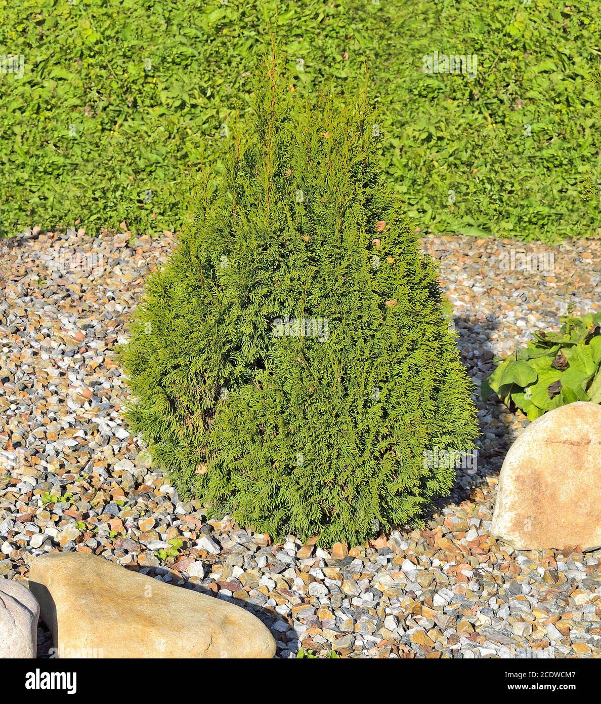Juniper Is Coniferous Evergreen Cone Shaped Decorative Plant For Landscape Design Stock Photo Alamy