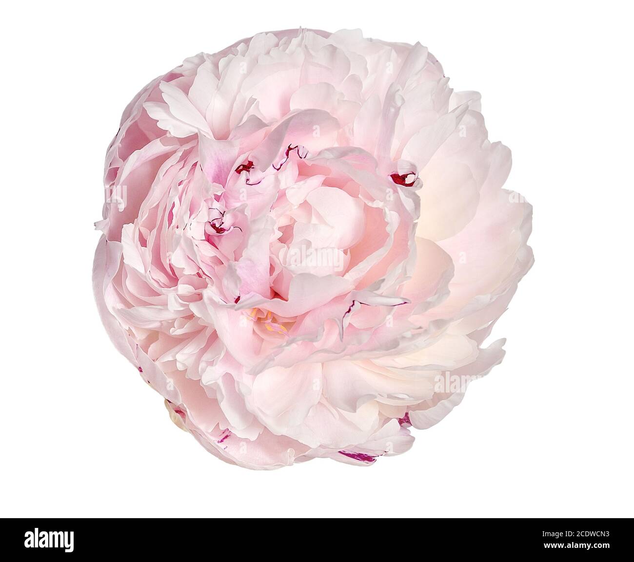 Gentle pink with creamy peony flower isolated on white background Stock Photo
