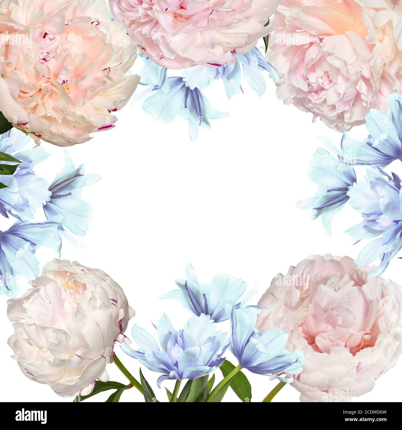 Beautiful floral frame with pink peonies and blue tulip flowers on a white background Stock Photo
