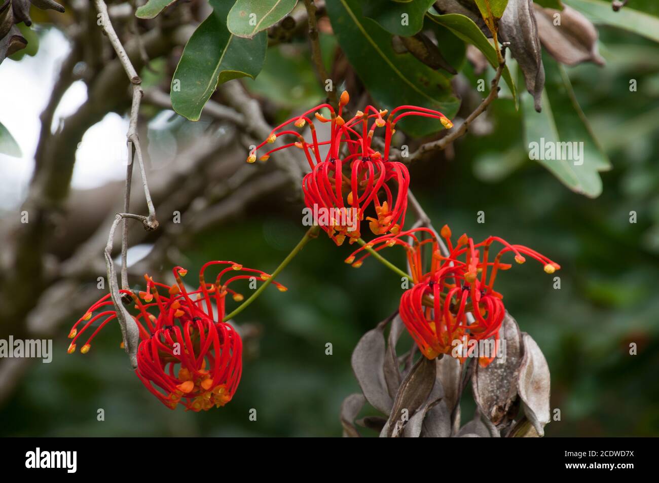 Sydney Australia, red flowers of a stenocarpus sinuatus or firewheel tree Stock Photo