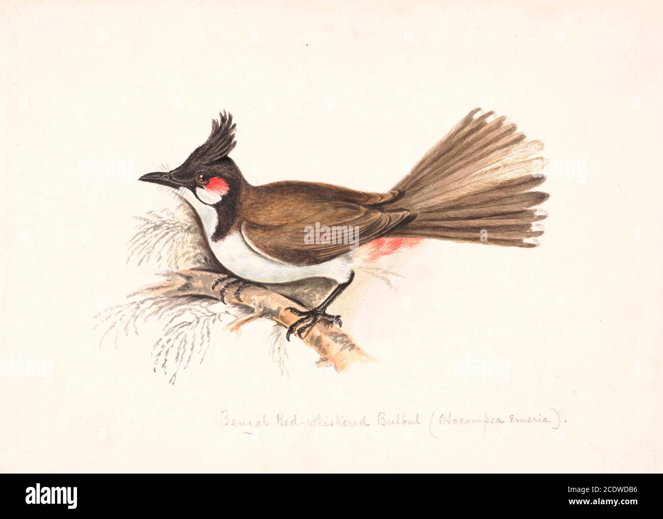 Cute Red Whiskered Bulbul Bird Cartoon Stock Vector (Royalty Free)  2025812447 | Shutterstock