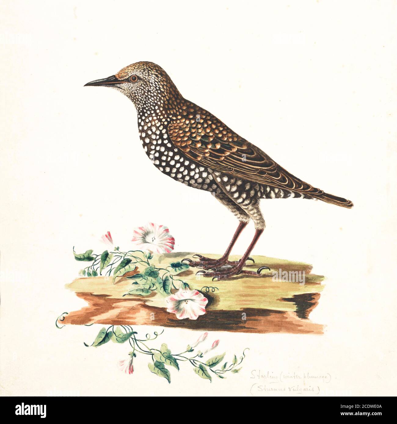 The common starling (Sturnus vulgaris), also known as the European starling or simply the starling, is a medium-sized passerine bird in the starling family, Sturnidae. 18th century watercolor painting by Elizabeth Gwillim. Lady Elizabeth Symonds Gwillim (21 April 1763 – 21 December 1807) was an artist married to Sir Henry Gwillim, Puisne Judge at the Madras high court until 1808. Lady Gwillim painted a series of about 200 watercolours of Indian birds. Produced about 20 years before John James Audubon, her work has been acclaimed for its accuracy and natural postures as they were drawn from obs Stock Photo
