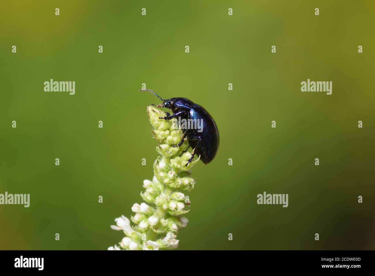 Blue mint beetle (Chrysolina coerulans), family leaf beetles