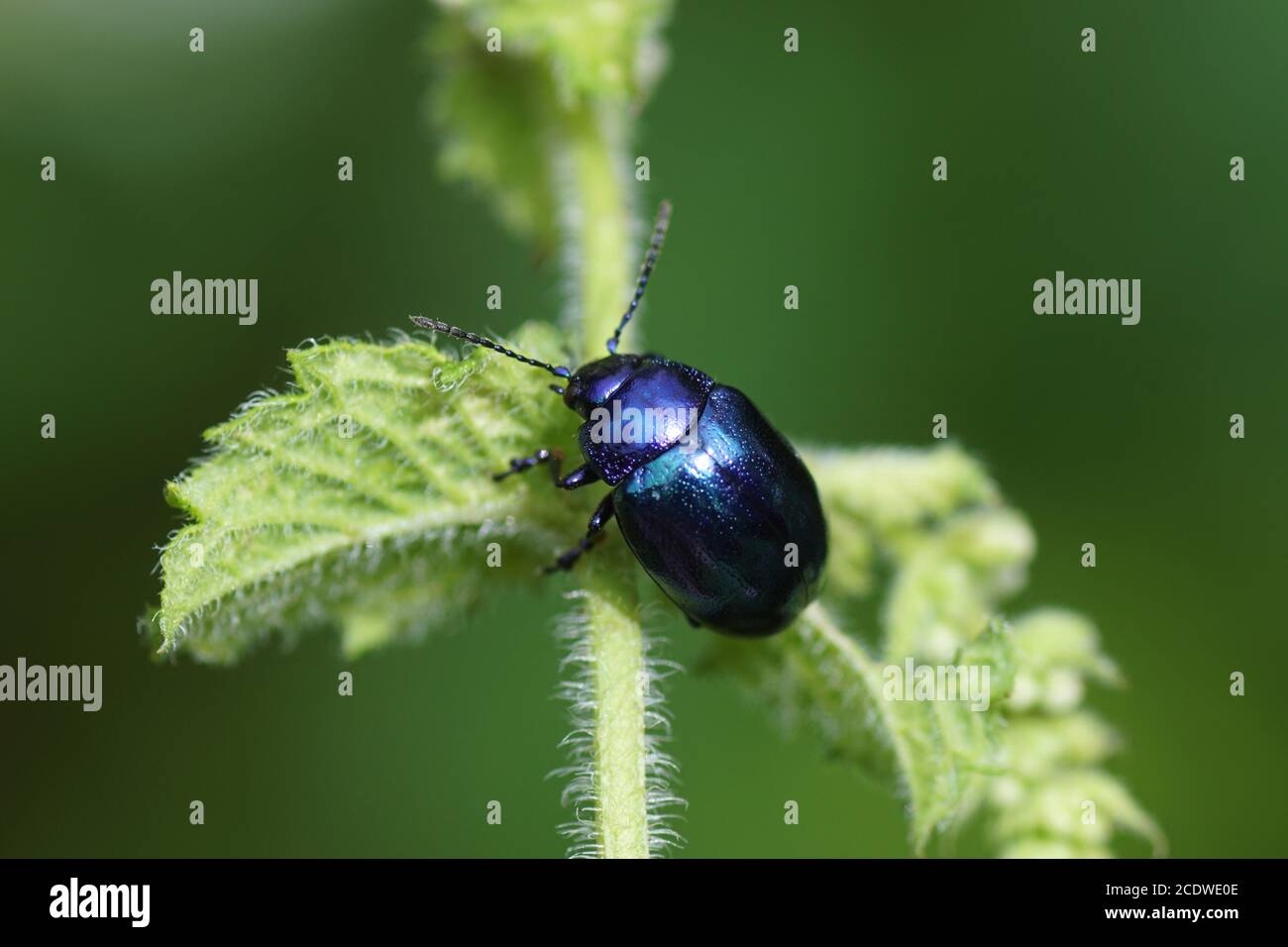 Blue mint beetle (Chrysolina coerulans), family leaf beetles ...