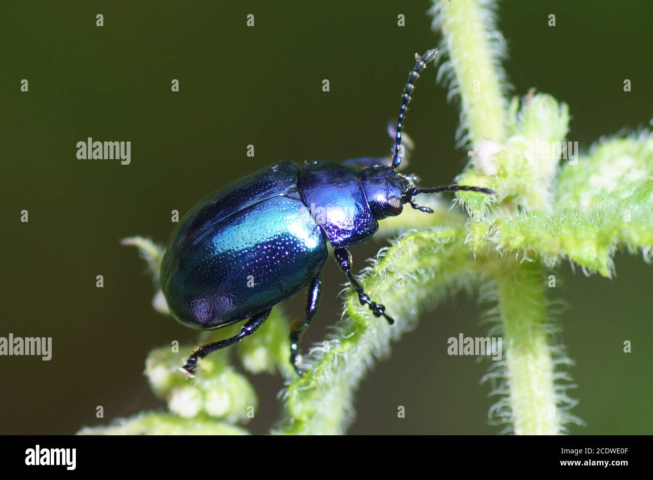 Blue mint beetle (Chrysolina coerulans), family leaf beetles