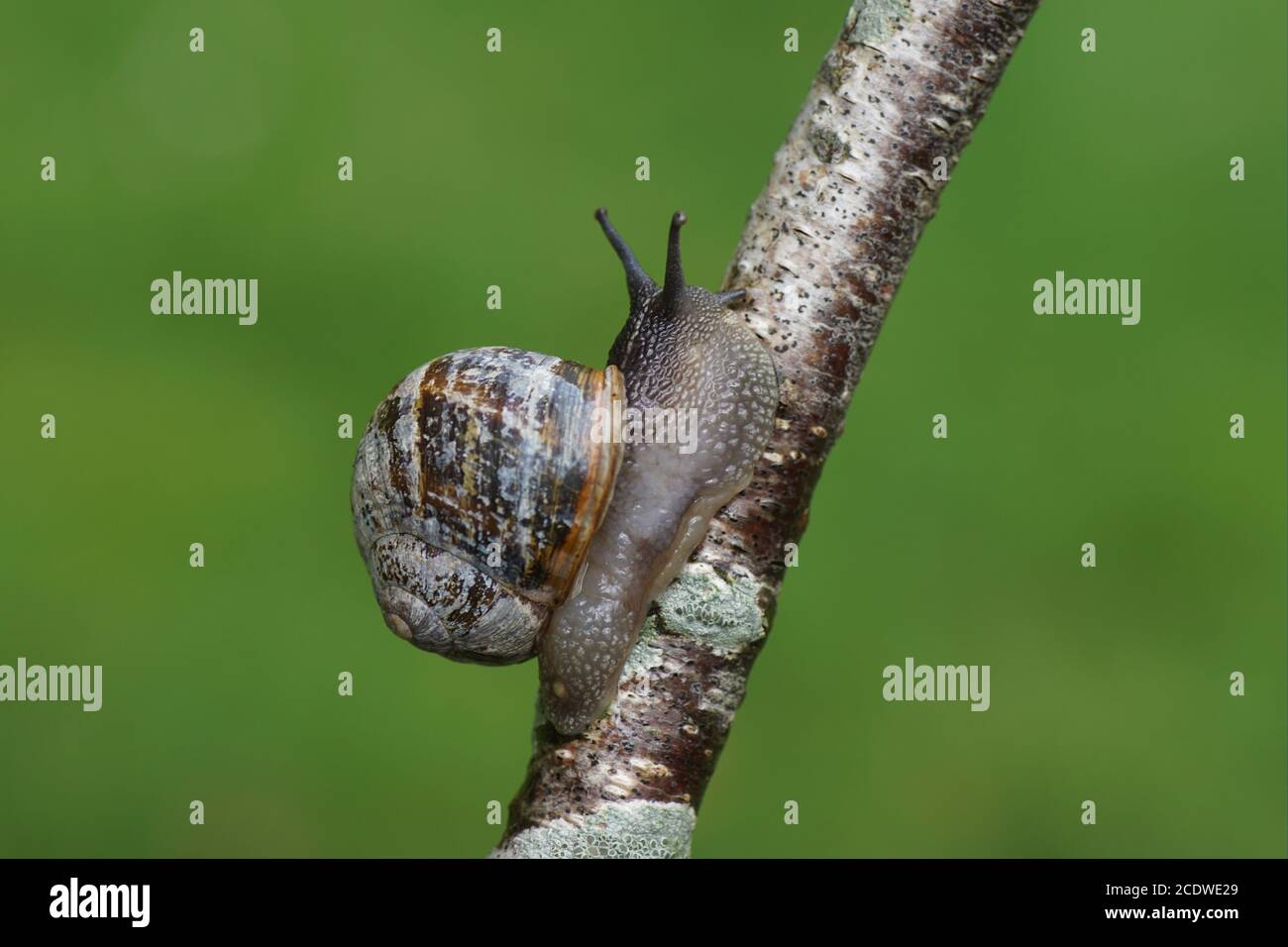 A garden snail (Cornu aspersum) crawling on a branch of a birch. Family land snails ( Helicidae). August, in a Dutch garden Stock Photo