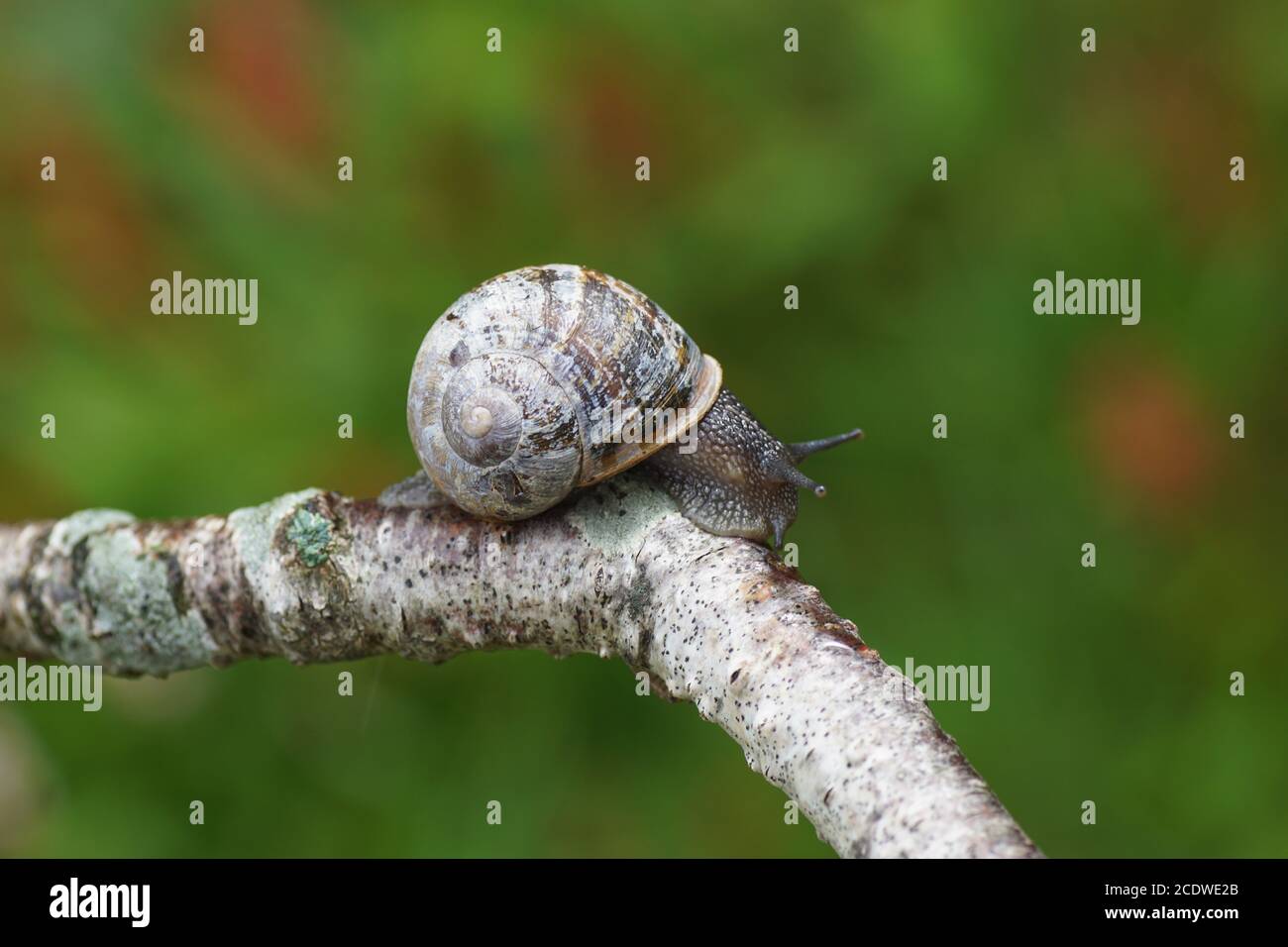 A garden snail (Cornu aspersum) crawling on a branch of a birch. Family land snails ( Helicidae). August, in a Dutch garden Stock Photo