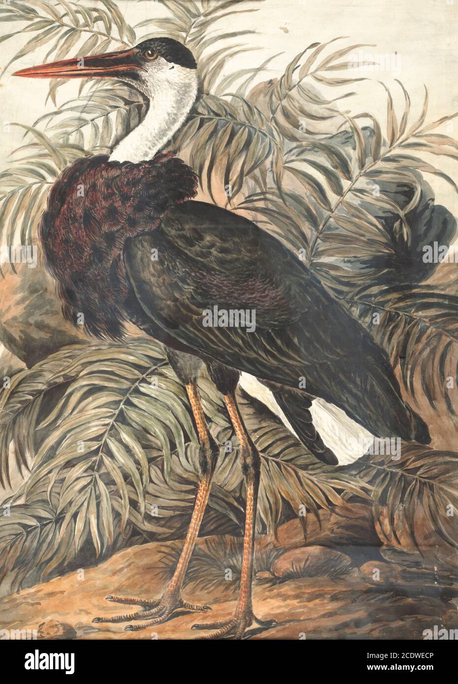 The woolly-necked stork or whitenecked stork (Ciconia episcopus) is a large wading bird in the stork family Ciconiidae. It breeds singly, or in small loose colonies. It is distributed in a wide variety of habitats including marshes in forests, agricultural areas, and freshwater wetlands. 18th century watercolor painting by Elizabeth Gwillim. Lady Elizabeth Symonds Gwillim (21 April 1763 – 21 December 1807) was an artist married to Sir Henry Gwillim, Puisne Judge at the Madras high court until 1808. Lady Gwillim painted a series of about 200 watercolours of Indian birds. Produced about 20 years Stock Photo