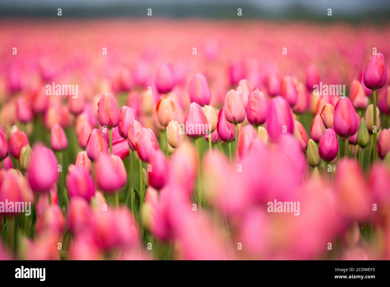Field of tulips Stock Photo - Alamy