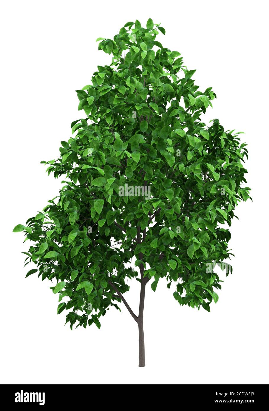 grapefruit tree isolated on white background Stock Photo
