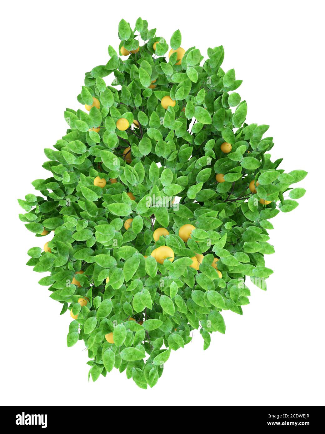 grapefruit tree with grapefruits isolated on white background. top view Stock Photo
