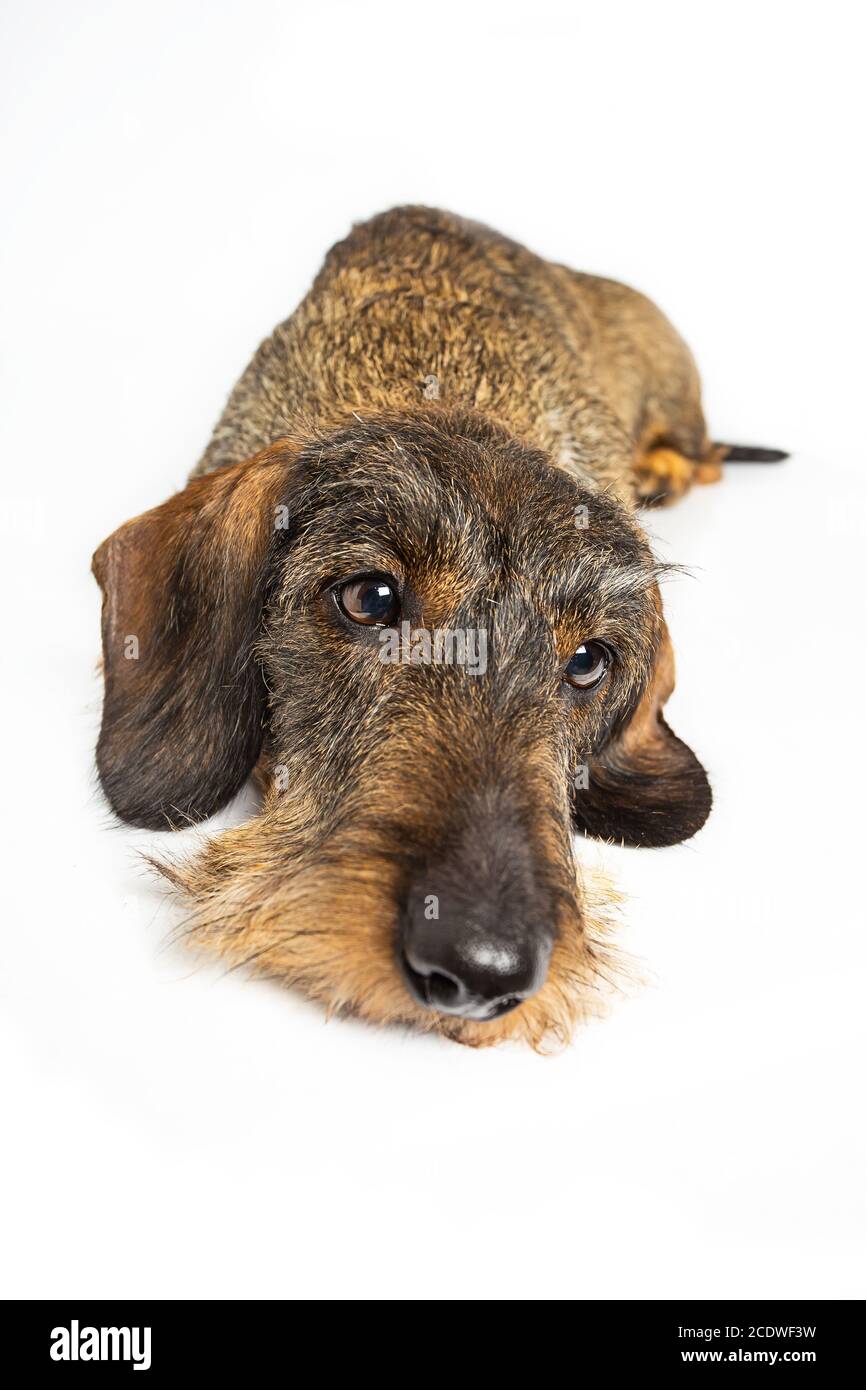 Sad wiener dog Stock Photo