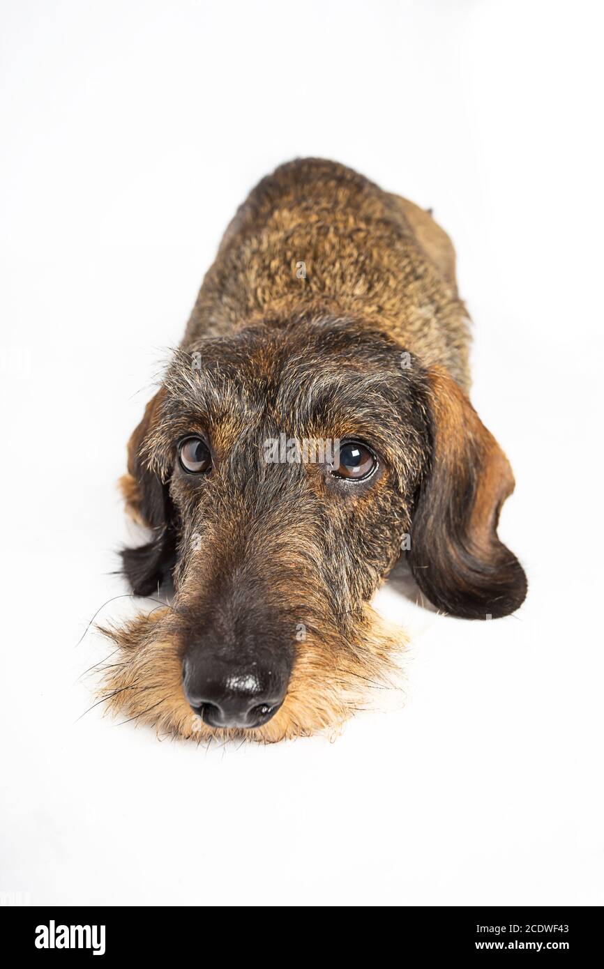 weiner dog with sad expression Stock Photo