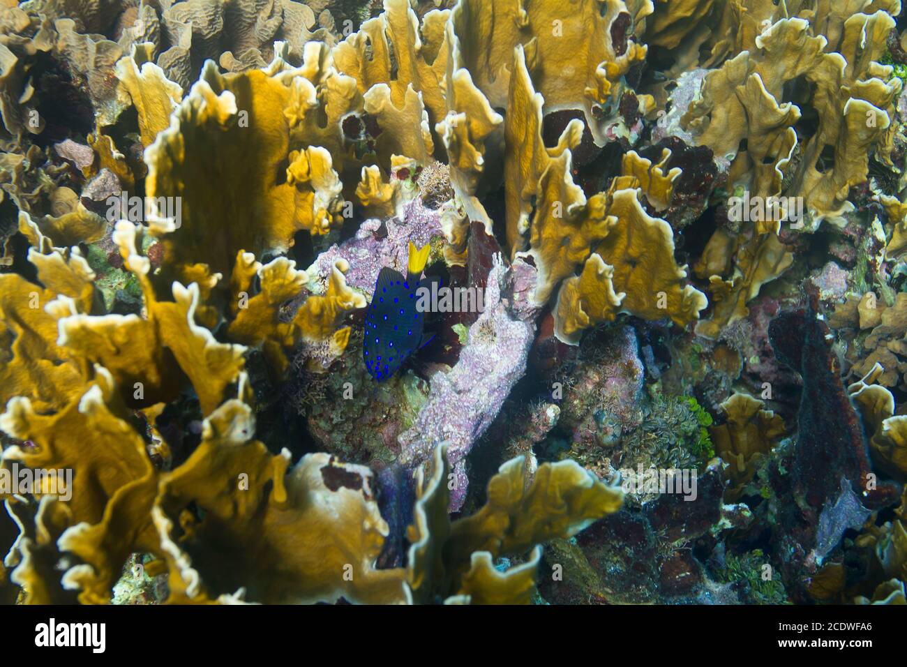 Yellowtail damselfish Stock Photo