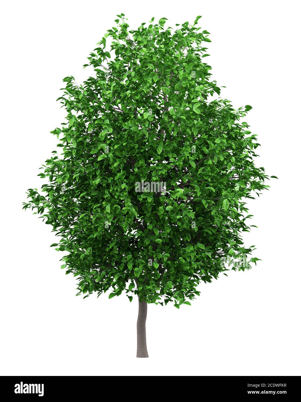 grapefruit tree isolated on white background Stock Photo