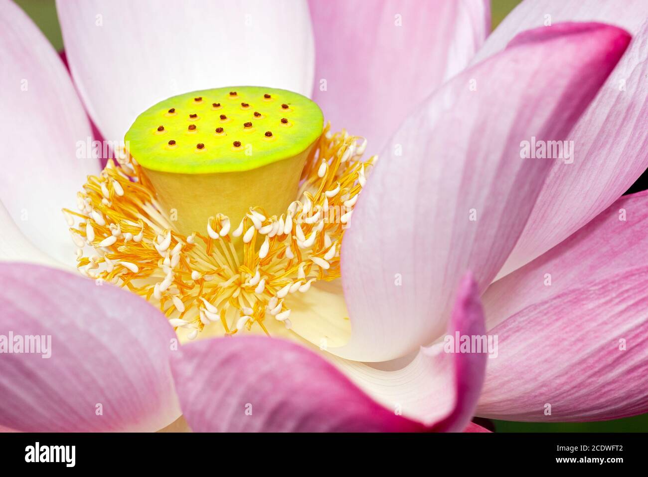 Lotus blossom in sunlight Stock Photo Alamy