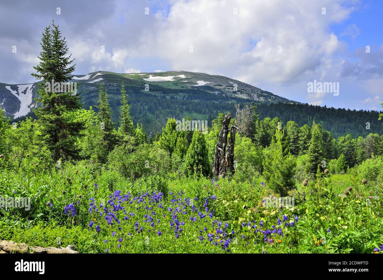 Picturesque view of blooming alpine meadow and mountain glaciers Stock Photo