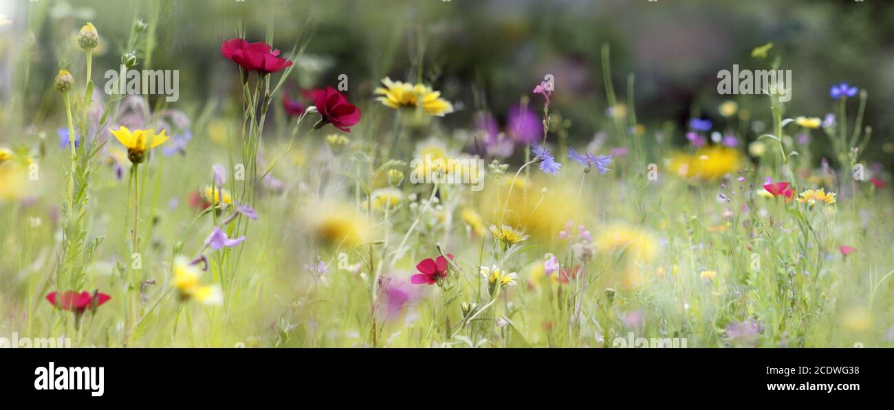 Wildflowers meadow hi-res stock photography and images - Alamy