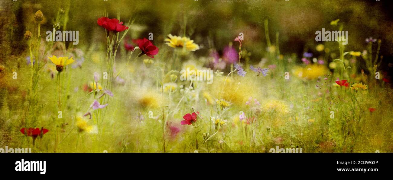 Wildflowers and meadow hi-res stock photography and images - Alamy