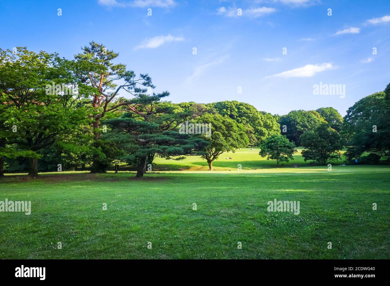 Yoyogi park garden, Tokyo, Japan Stock Photo