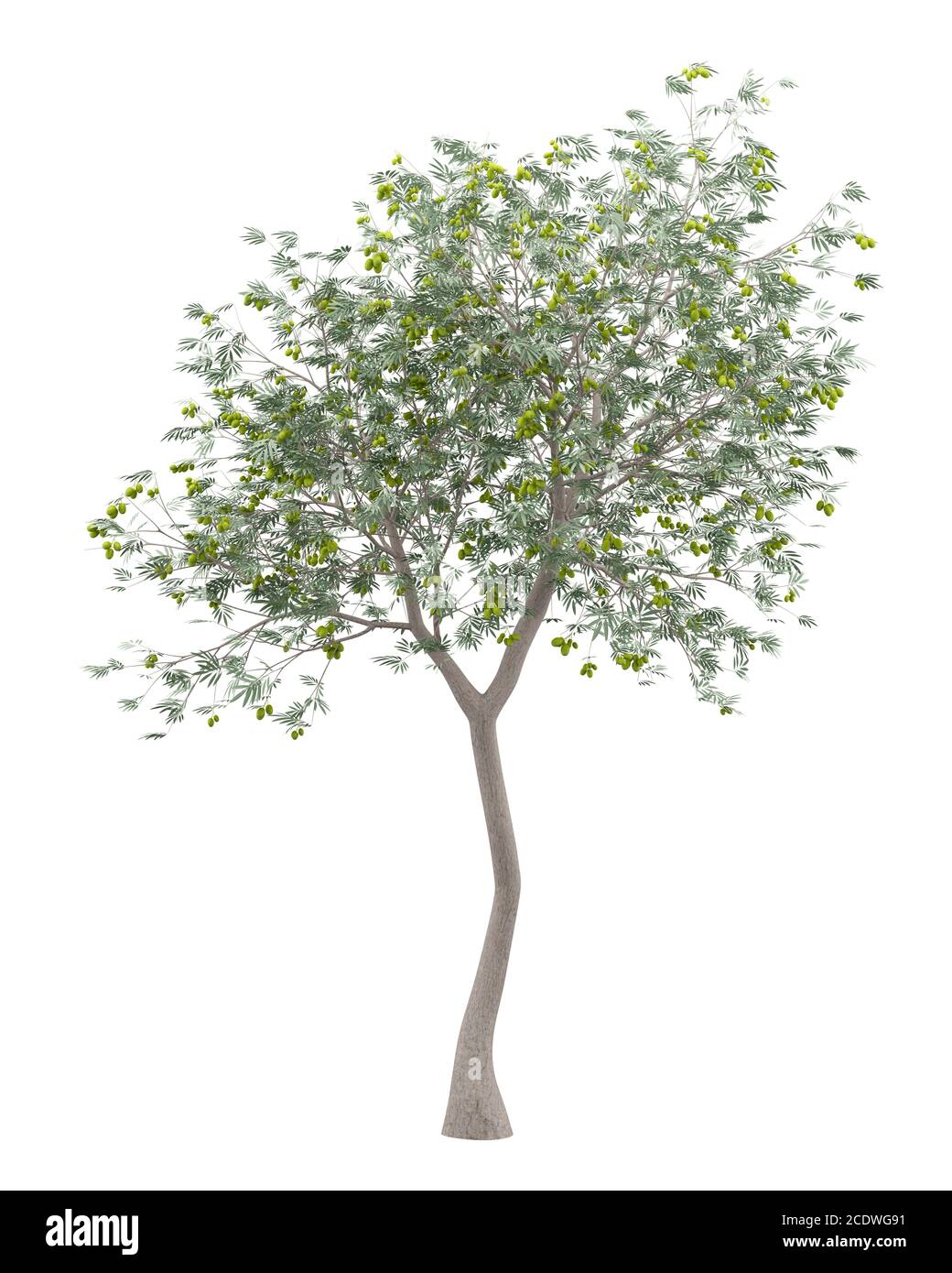 olive tree with olives isolated on white background Stock Photo