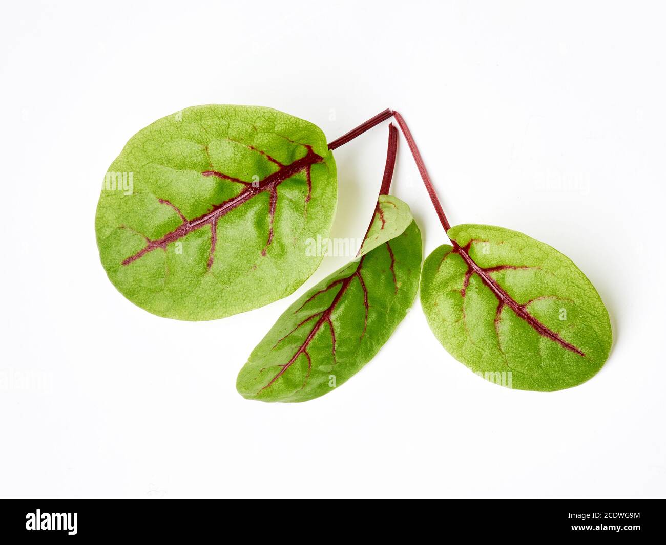 Fresh microgreen sorrel leaves. Red veined sorrel. Stock Photo