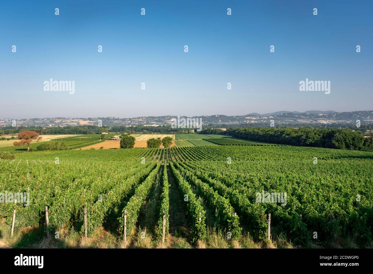 Nice vineyard in Tuscany, Italy Stock Photo
