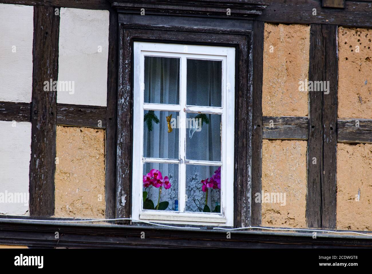 Window with orchids on the window Stock Photo