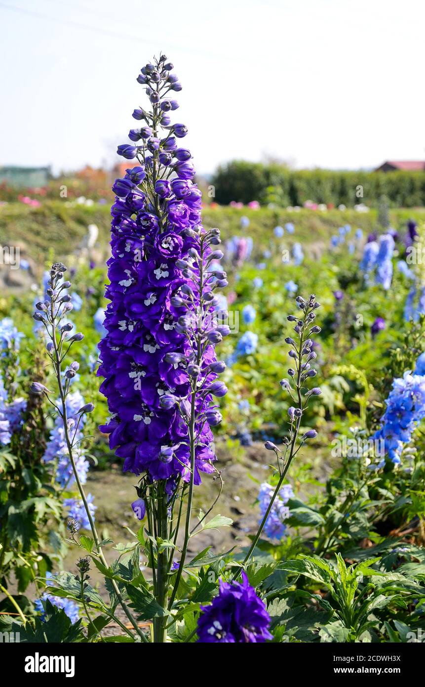 Delphinium Candle Delphinium English Larkspur Tall Larkspur Stock Photo