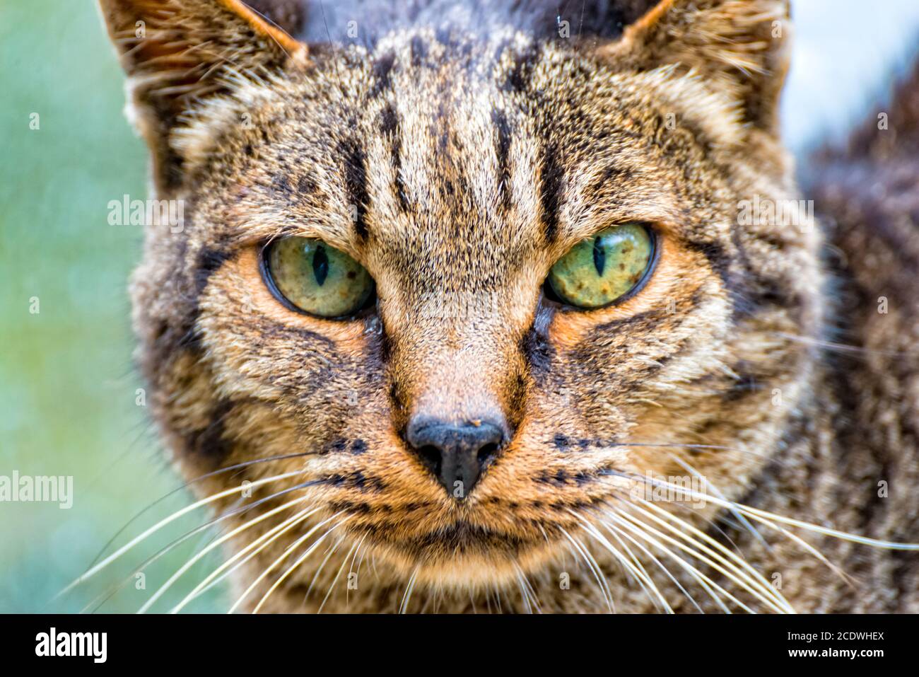 House cat with green eyes looking straight forward Stock Photo