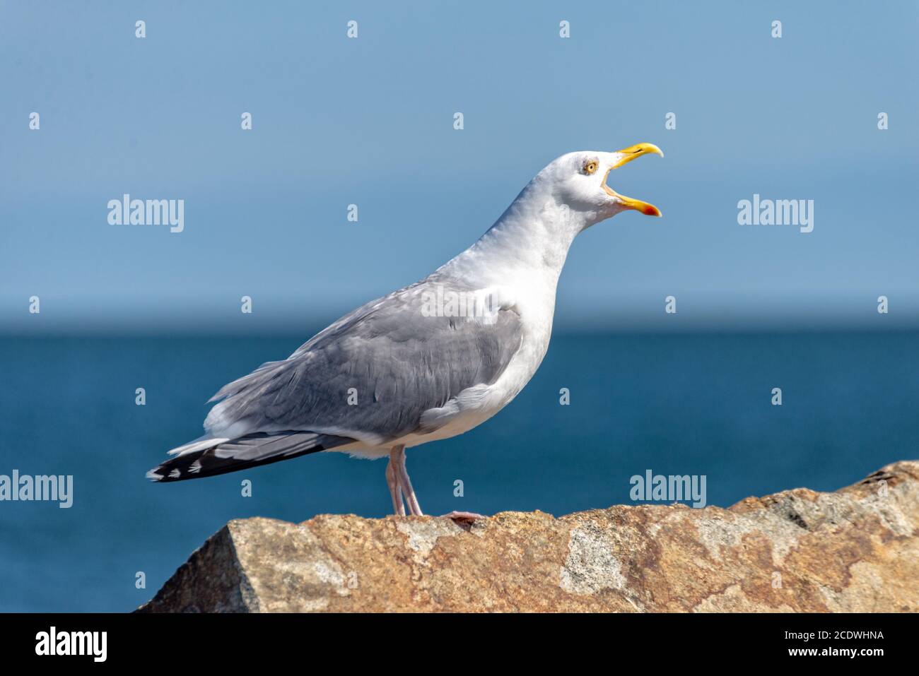 Seagull is sitting on a stone and screams Stock Photo