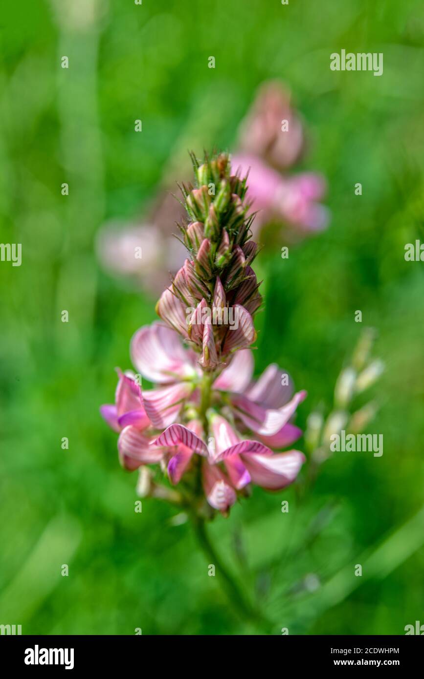 Flower with purple flowers blooms on the meadow Stock Photo - Alamy