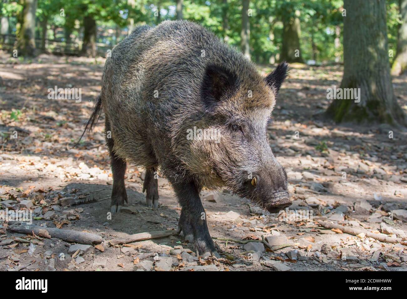 Close up wild boar in dutch nature Stock Photo