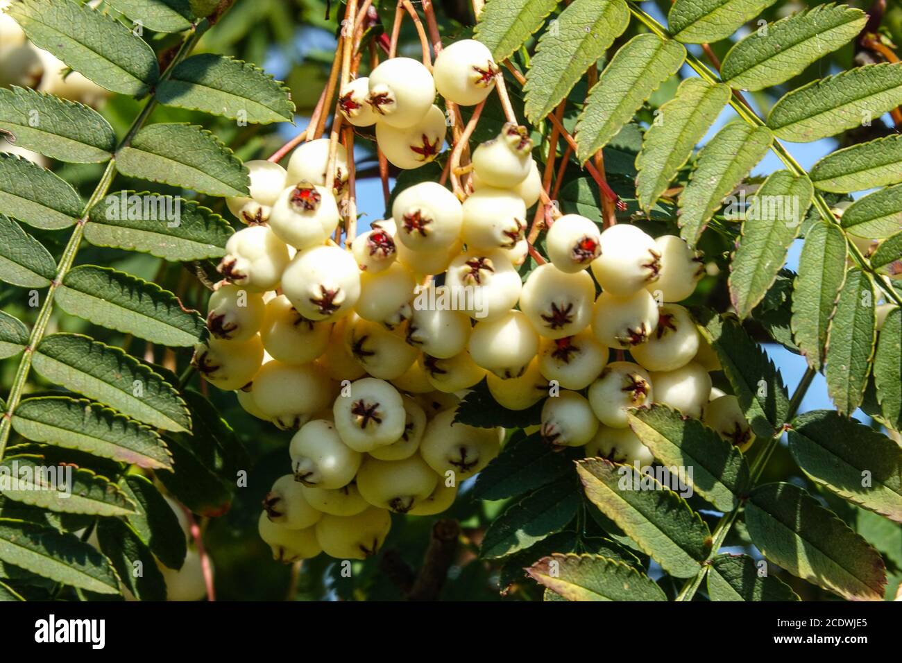 Sorbus white berries hires stock photography and images Alamy