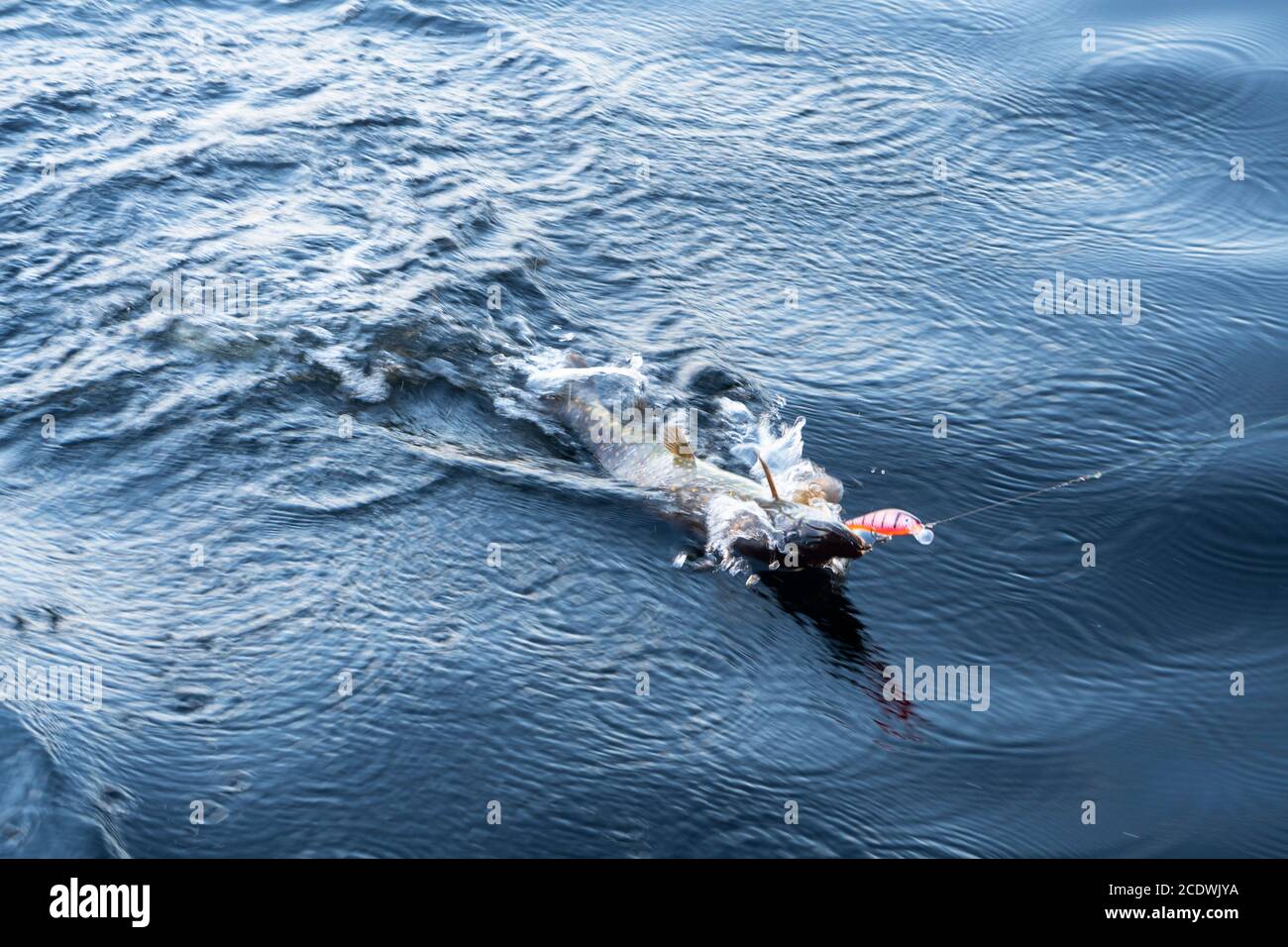 Pike caught on fishing tackle. Angler releasing pike. Pike caught on