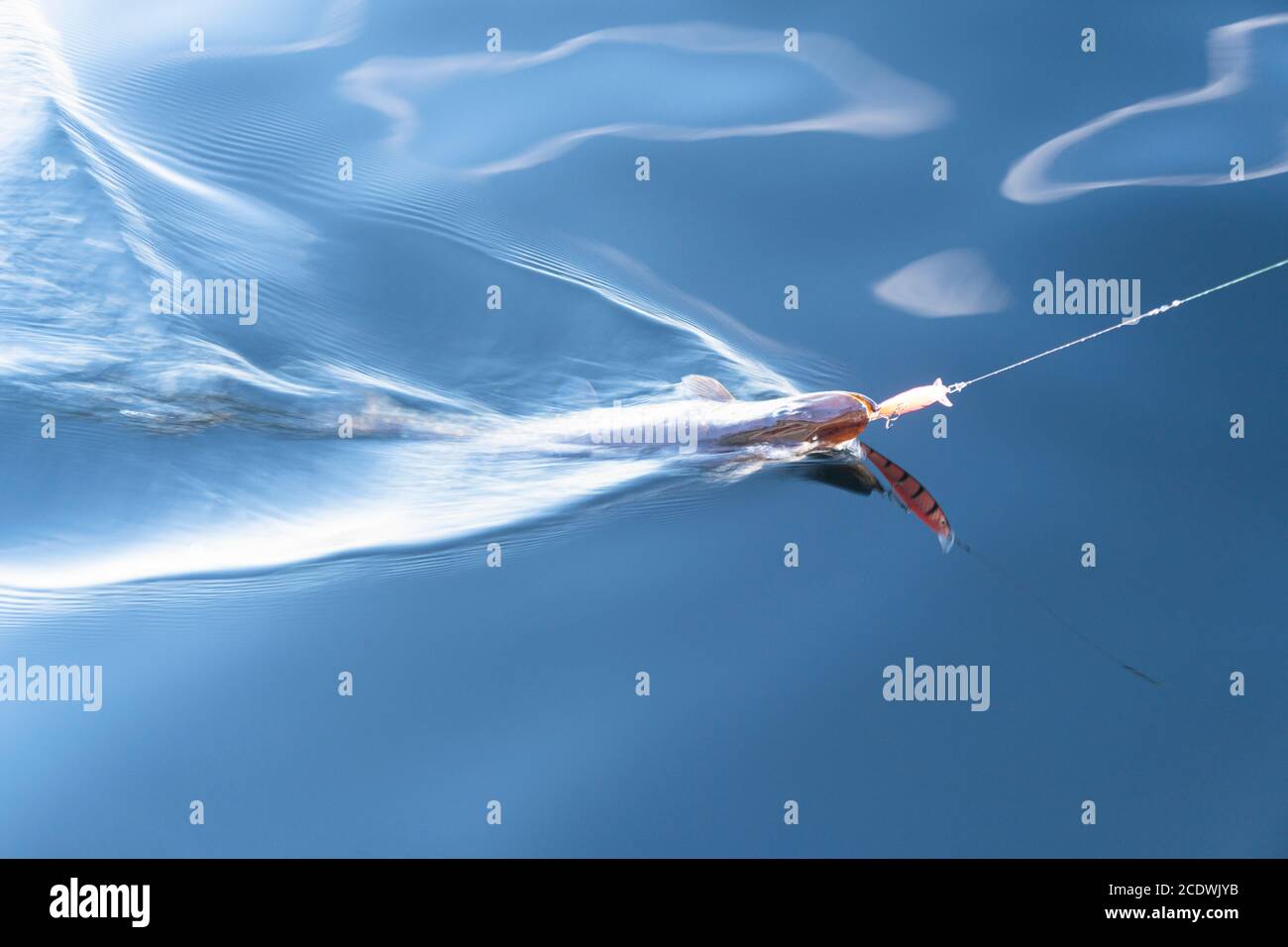 Pike caught on fishing tackle. Angler releasing pike. Pike caught on