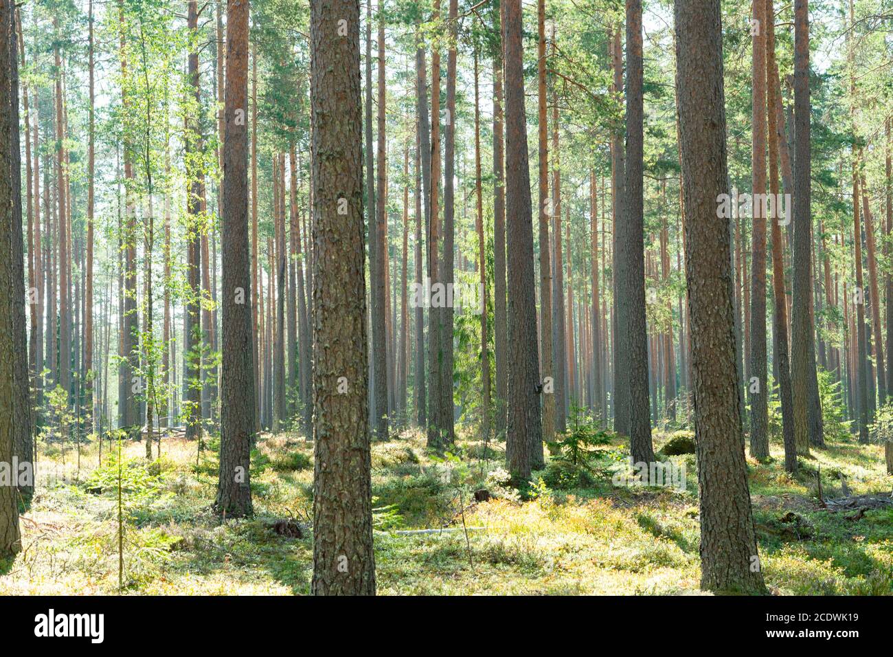 Green wild forest nature. Beautiful green rain forest. Pine forest. Natural environment. Pine trees in nature. Branches and trees. Stock Photo