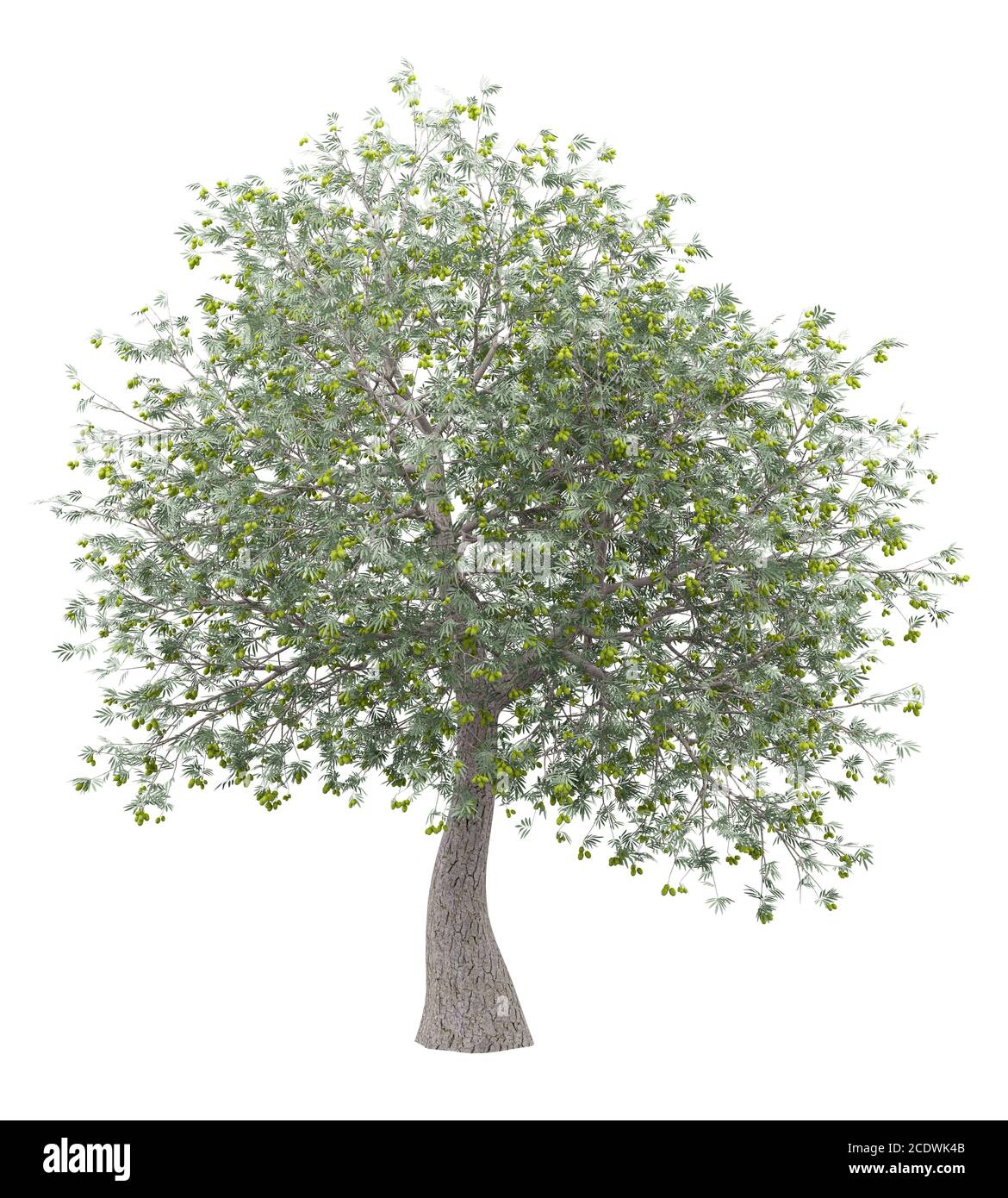 olive tree with olives isolated on white background Stock Photo