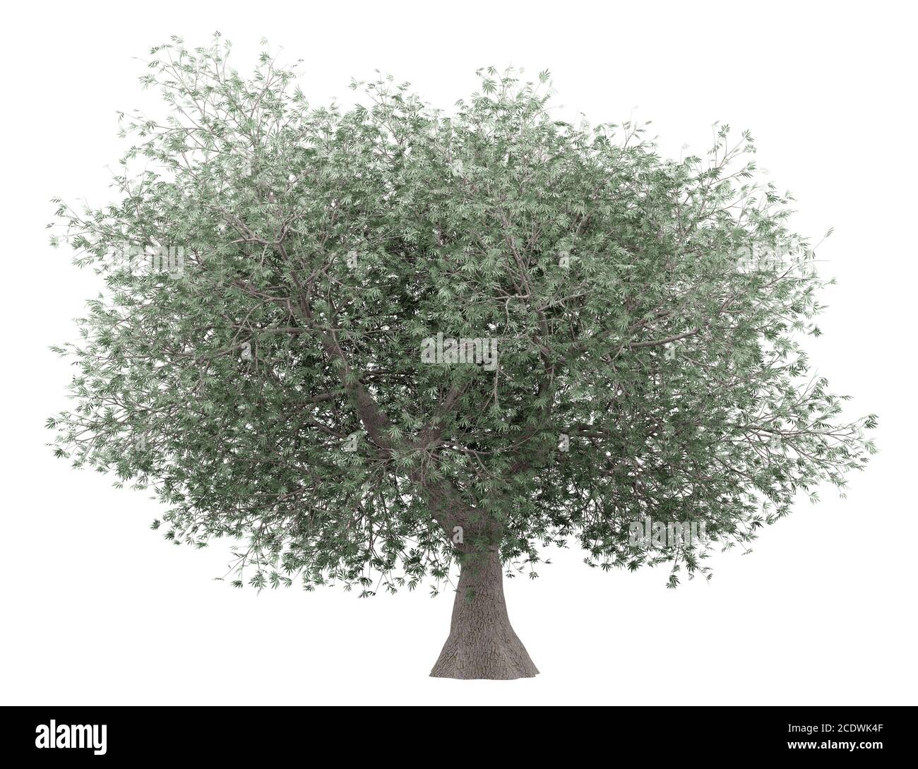 olive tree isolated on white background Stock Photo - Alamy