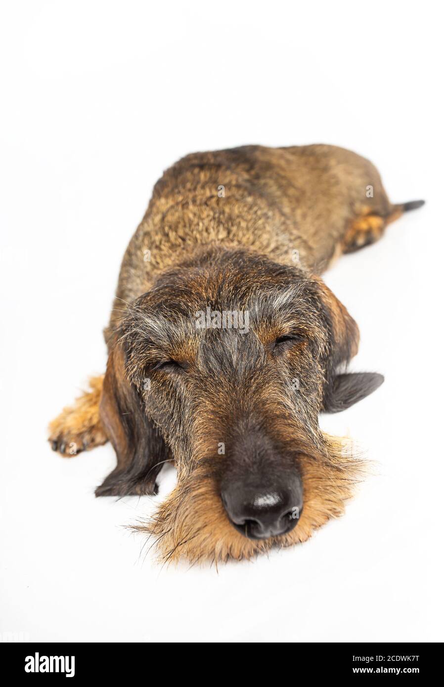 Sleeping wiener dog Stock Photo