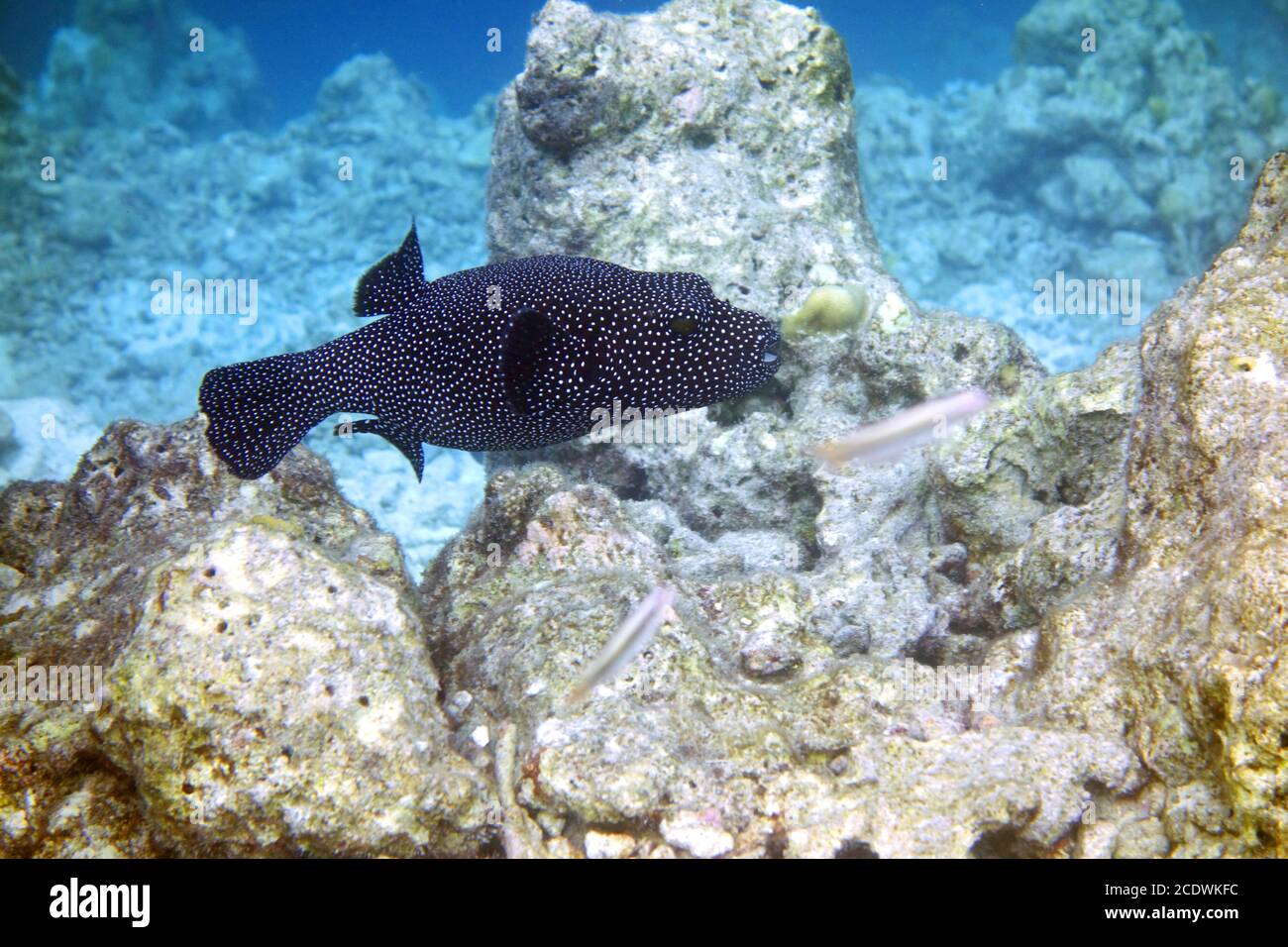 Beautiful colorful coral garden in the Maldives with a white-spotted  boxfish Stock Photo - Alamy