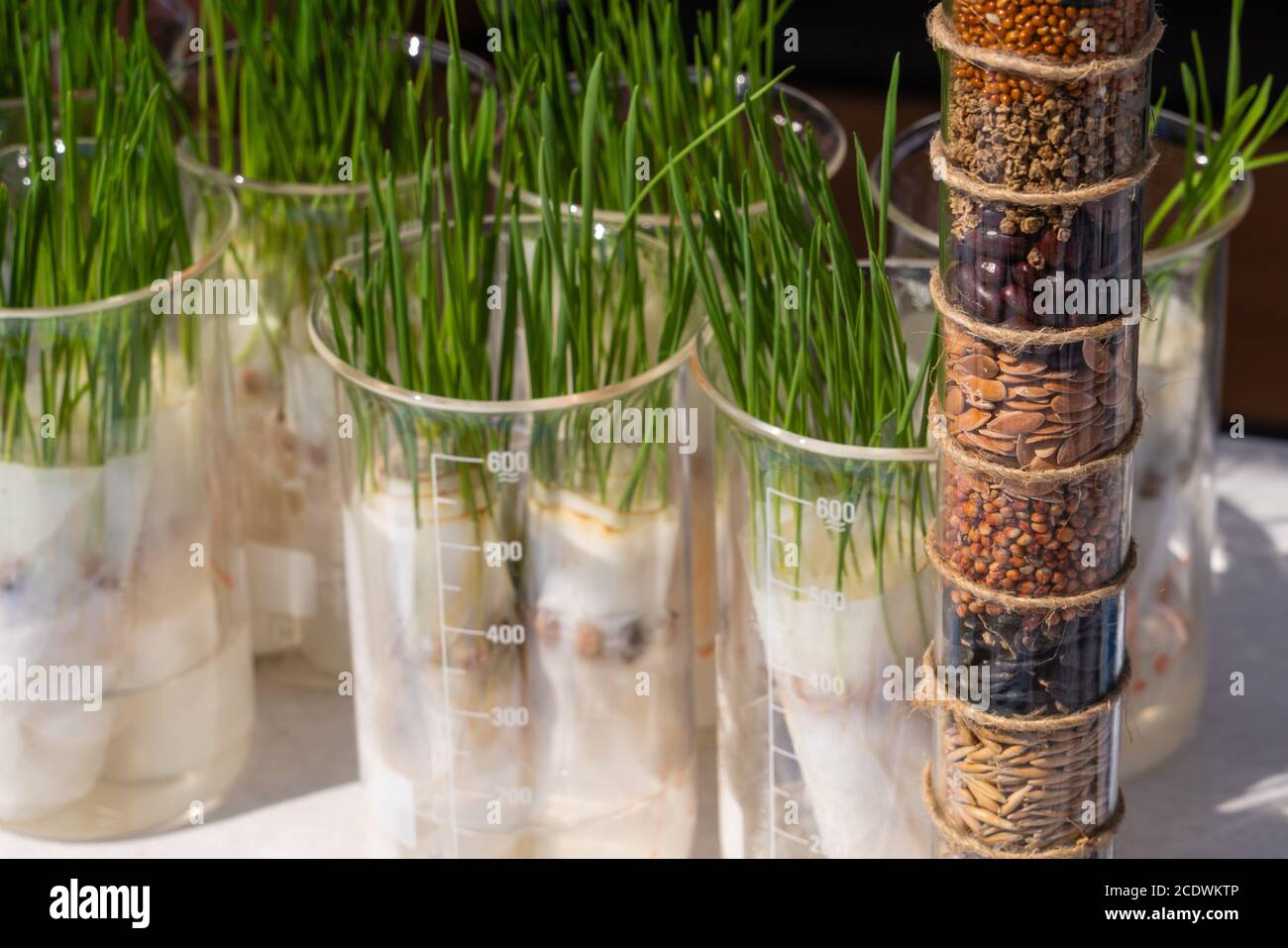 A tube with grain samples on the background of plant sprouts. Agricultural laboratory for the development of new crops Stock Photo