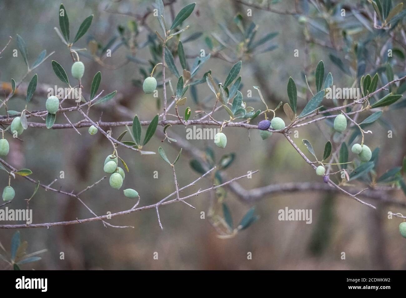 Olivetree in Croatia Stock Photo