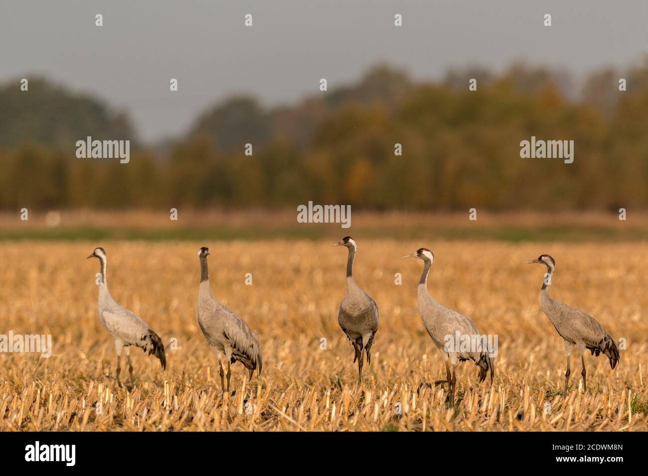 common cranes in a German bog Stock Photo