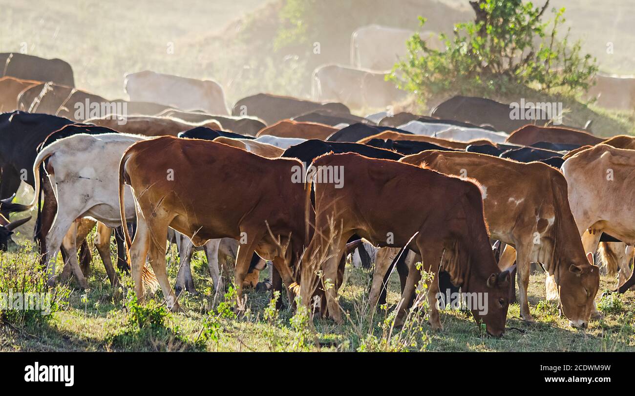 Herd of Jersey cows in the Natal Midlands, Africa. Stock Photo