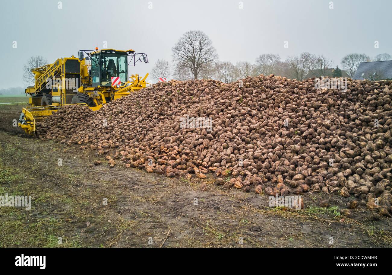 Sugar beet harvest with a Sugarbeet harvester an agricultural machine Stock Photo