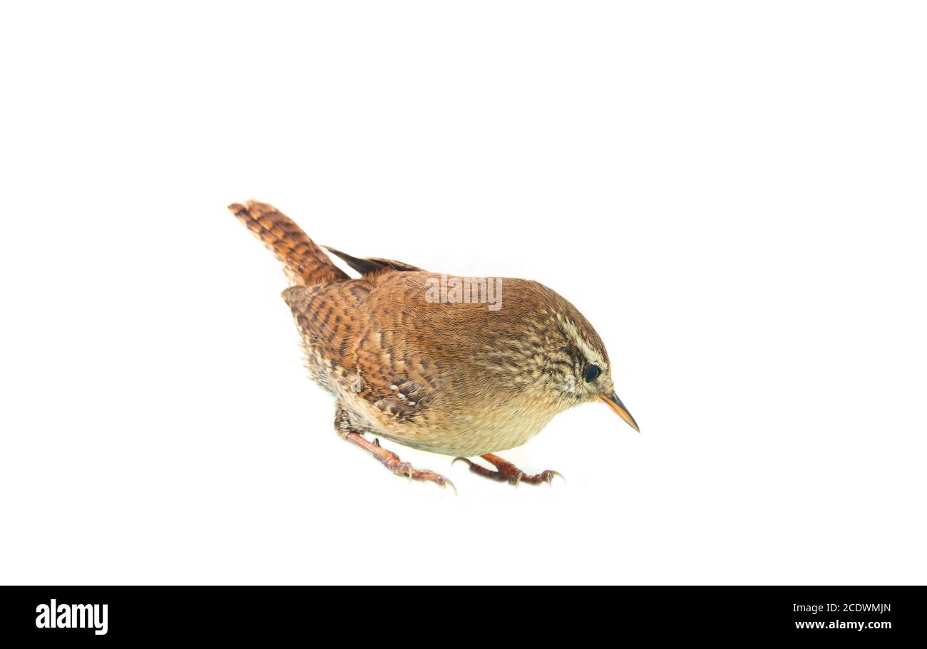 European wren (Troglodytes troglodytes) is one of smallest birds in Europe (second only to Goldcrest) weighing 8 grams. This redfether Is fast and fun Stock Photo