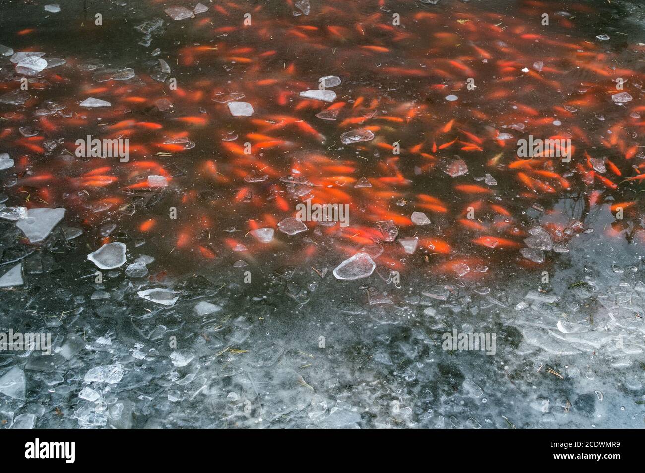 Fish under frozen lake hires stock photography and images Alamy